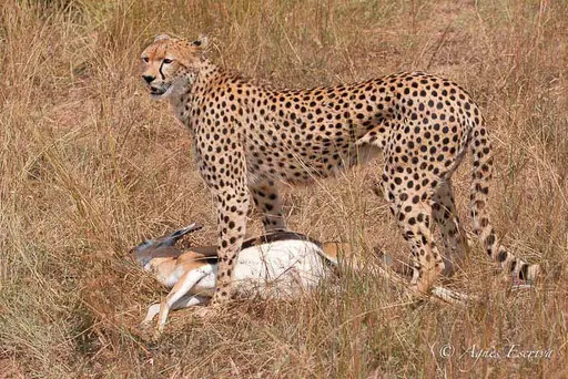 ...Malaïka a attrapé une gazelle