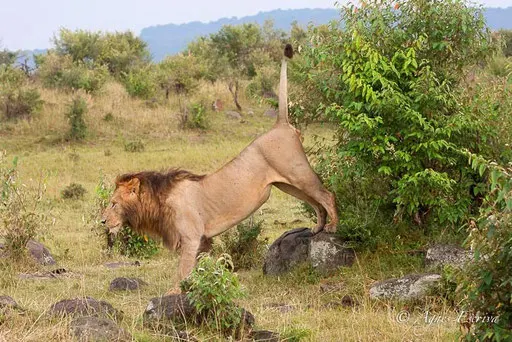 Morani marquant son territoire