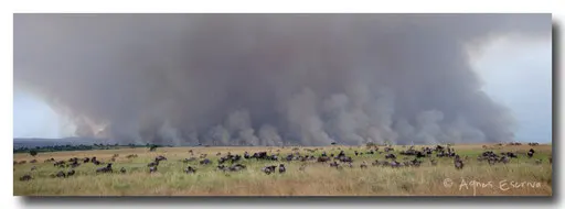 Feu de brousse