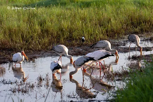 La pêche des tantale ibis d'Afrique