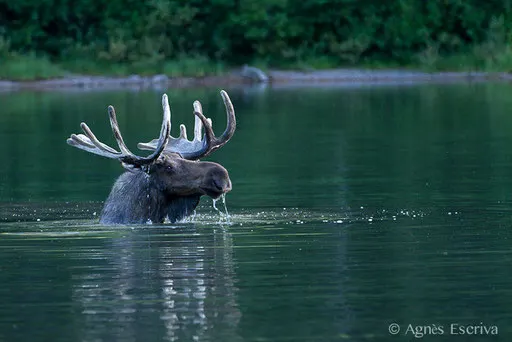 Elan - Orignal - Moose