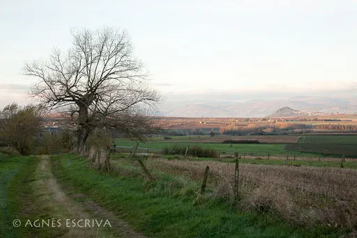Tremble en automne à Sarpoil - automne 2010