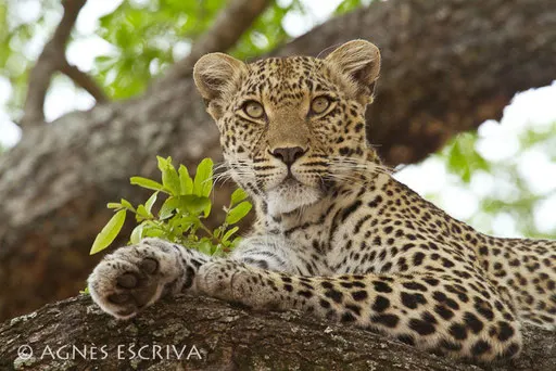 Karula