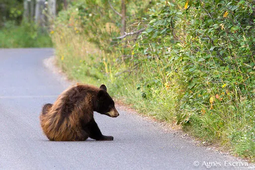 Jeune ours noir qui se gratte
