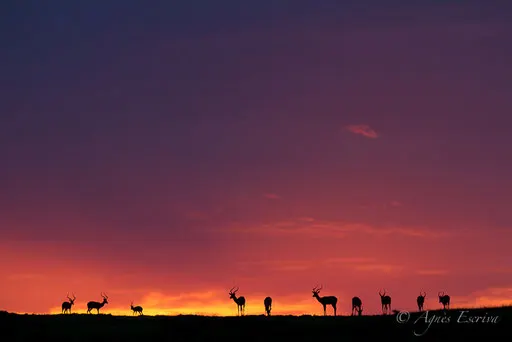 Impalas