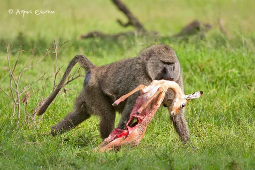 Babouin déplaçant un bébé impala chipé à des chacals