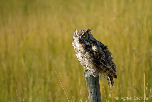 Great Horned Owl