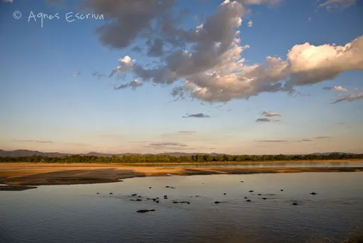 Luangwa et ses hippos