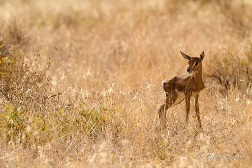 Baby gazelle de Grant