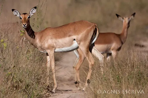 Femelles impalas