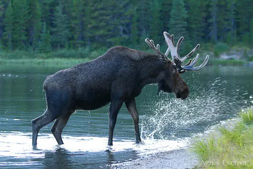 Elan - Orignal - Moose