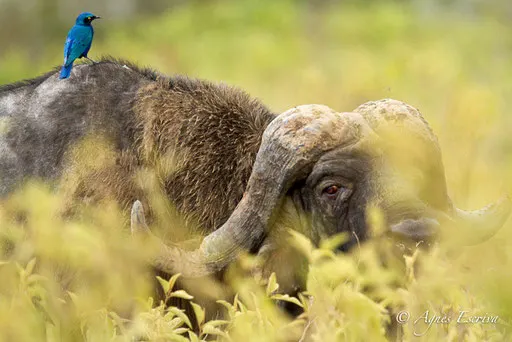 Buffle et choucador à oreillons bleus - Nakuru