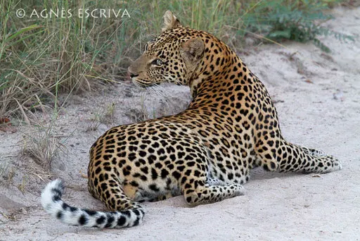 Grosse fatigue - Kafue