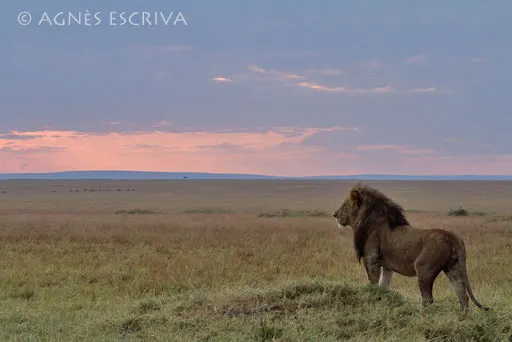 Le roi lion