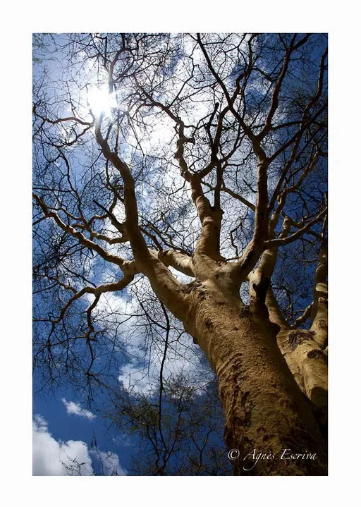 Yellow fever tree