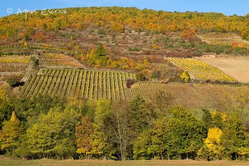 Vignes à Boudes