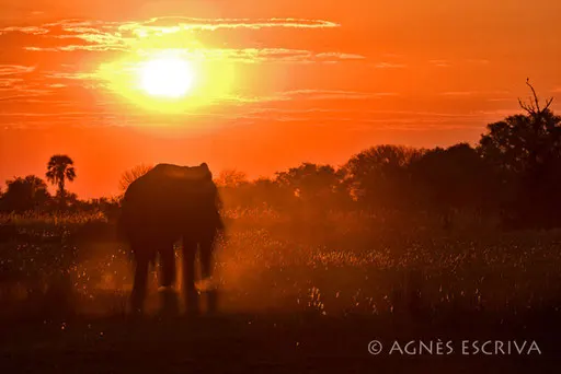 Eléphant au couchant
