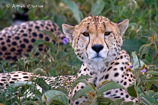 Guépard