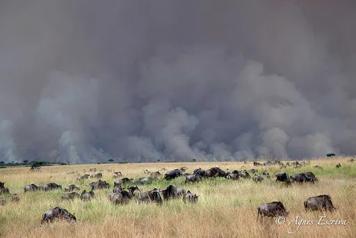 Feu de brousse