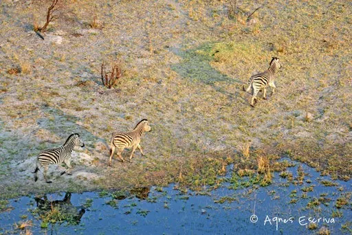 Zèbres - Delta de l'Okavango