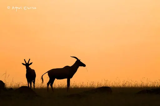 Silhouettes de 2 topis