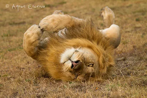 Jeune lion de 3 ans ex-Bilashaka