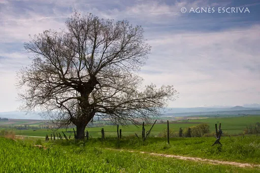 Tremble au printemps à Sarpoil