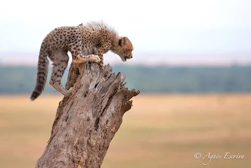 Jeune guépard acrobate