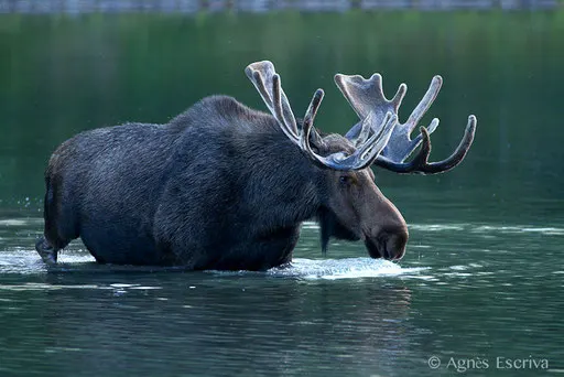 Elan - Orignal - Moose