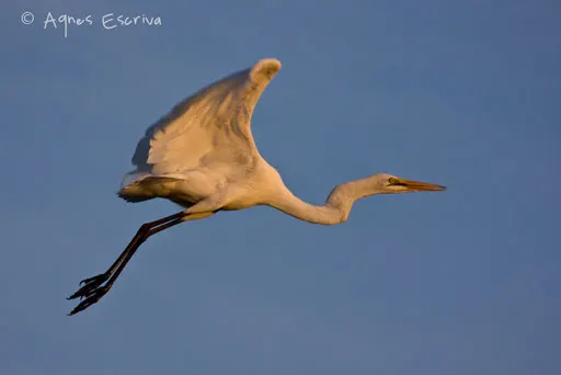 Aigrette en vol