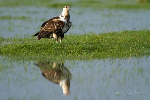 Reflet
