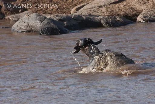 Attaque de crocodile