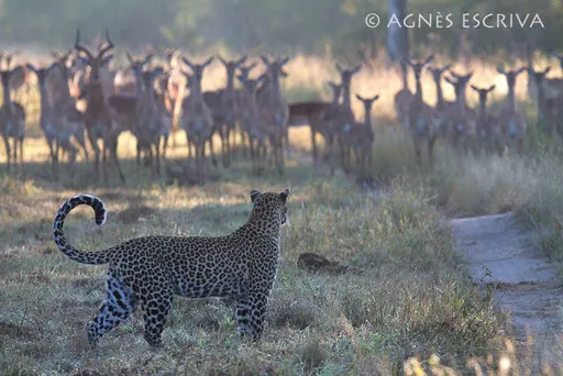 Karula et les impalas
