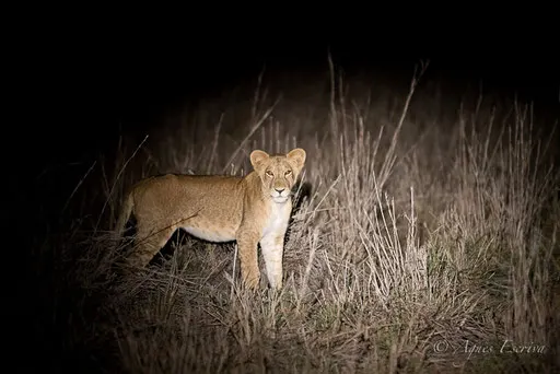 Jeune lion