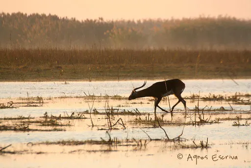 Cobe lechwe noir