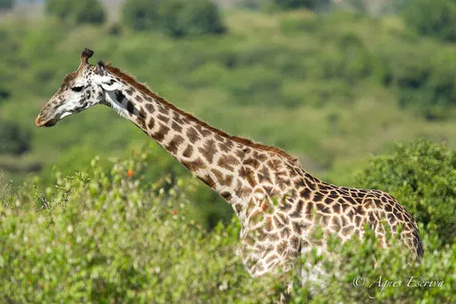 Girafe