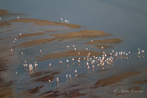 Flamants nains, Lac Magadi