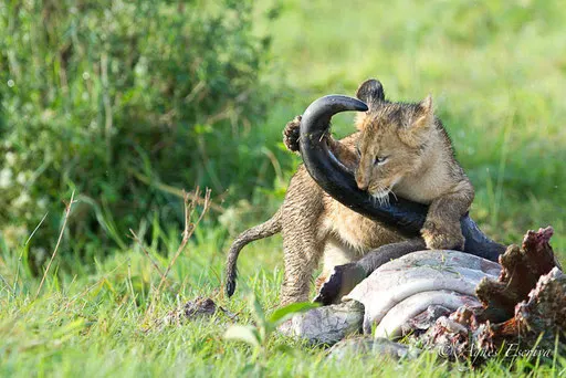 Lionceau de la Marsh pride sur une proie (buffle)