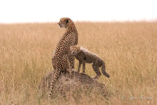 Malaïka et son jeune