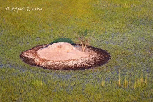 Termitière - Delta de l'Okavango
