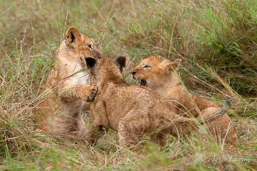 3 lionceaux de Charm (3 mois)