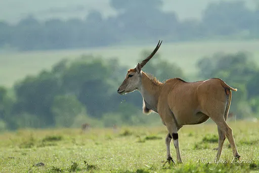 Eland du Cap