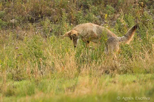Coyote qui mulote