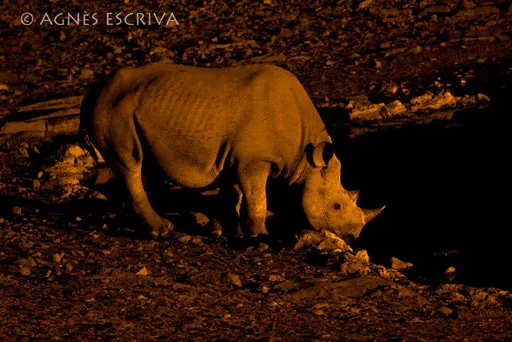 Rhino nocturne