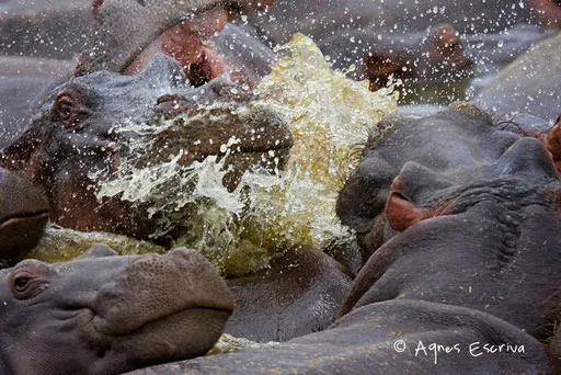 Enervements d'hippos