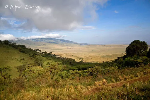 Plaine du Serengeti