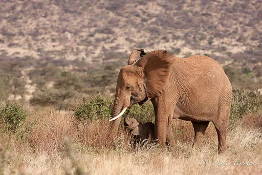 Maman et bébé