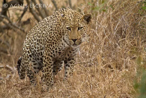 Mvula
