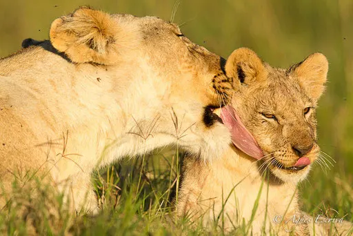 Lionne et lionceau des Breakaways