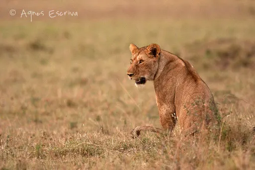 Une jeune lionne le matin, départ à la chasse avec Siena et Bibi